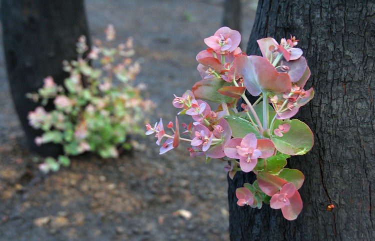 Gum tree regenerating